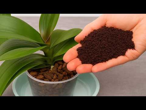 Видео: Просто посыпьте им сверху! Орхидеи без цветов вдруг расцветут, как безумные.