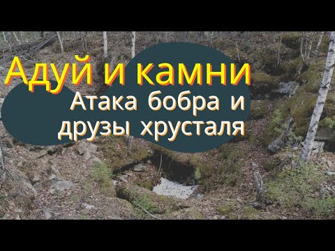 Видео: Геологоразведка на Адуе. Атака бобра и хрустальные друзы.