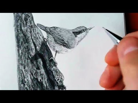 Видео: Как нарисовать ПТИЧКУ КАРАНДАШОМ! Учимся рисовать Птичку Простым Карандашом! Как Научиться РИСОВАТЬ