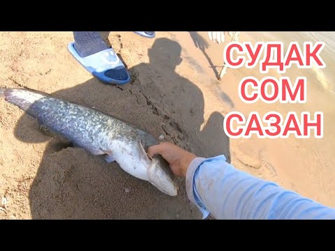 Видео: БЕШЕНЫЙ КЛЕВ САЗАНА ЗАВОЗ НА СУДАКА