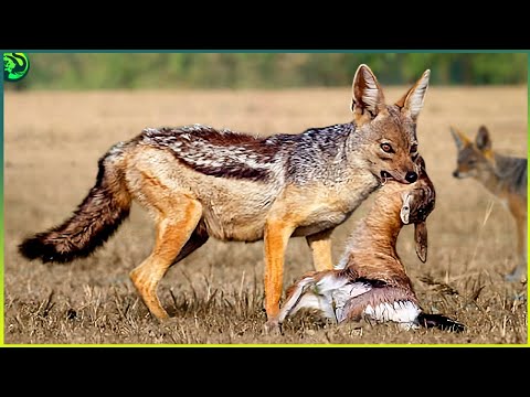 Видео: 15 необычных моментов охоты шакалов на животных