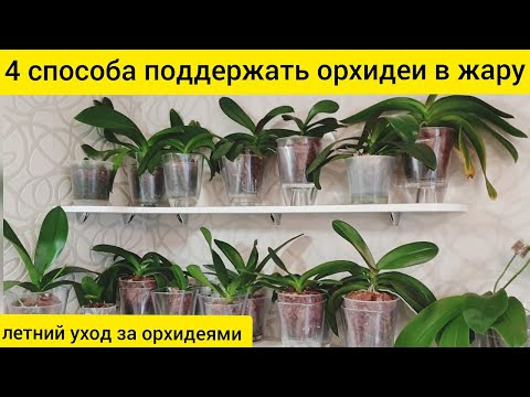 Видео: Уход за орхидеями летом в жару || 4 способа помочь орхидеям в жару
