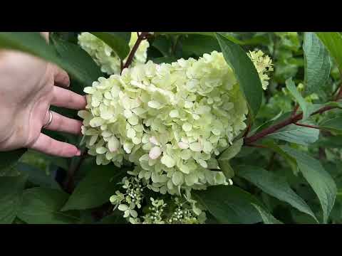 Видео: Гортензия ПЕТИТ ФЛОРИ (Petite Flori) Реальное описание сорта