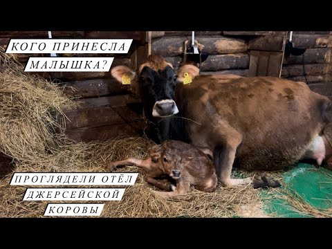 Видео: + 1 теленок на ферме! Зимние отёлы в самом разгаре! Наша фермерская жизнь!