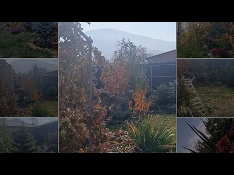 Видео: Сколько посадить деревьев на небольшом участке..С чего начать посадку сада, сколько лет растет сад.