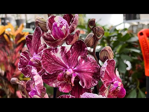 Видео: Первая предпраздничная поставка растений в Агро-ОПТ Махачкала