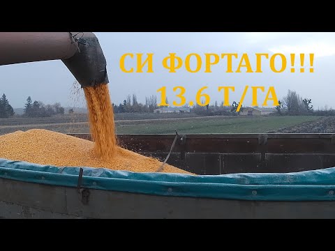 Видео: СИ Фортаго.  Сыпет. УРОЖАЙ 2021 год.