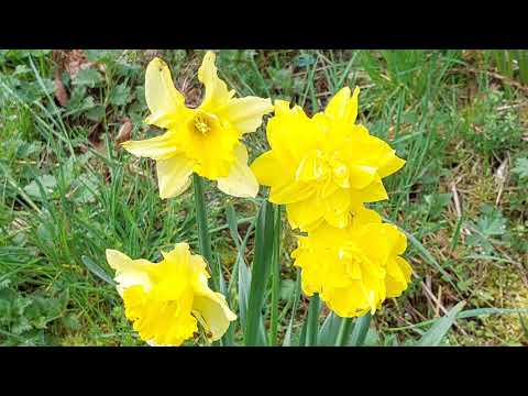 Видео: Красоты Лета, Шум Реки и Пение Птиц \\ The beauty of the passing summer. #природаалексаас #алексаас 