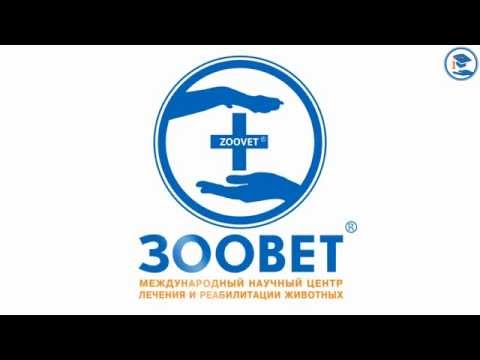 Видео: «Хроническая нейрогенная боль у животных», О. А. Дубовицкая