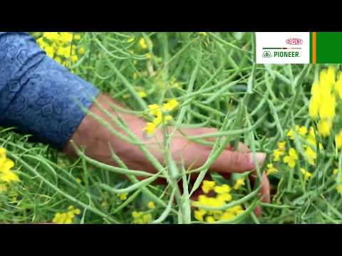 Видео: Особенности роста и развития гибридов рапса