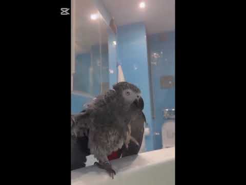 Видео: Валера орел и немножко попугай 