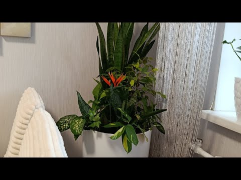 Видео: Как я делаю микс комнатных растений Тюмень 2.11.25