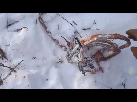 Видео: Матерая в петле. Регулирование численности волка в Забайкалье. Видео от Александра.