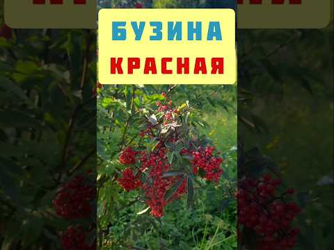 Видео: Бузина красная | Польза и особенности растения .#shorts#бузина#растения#лес#tiktok#тикток