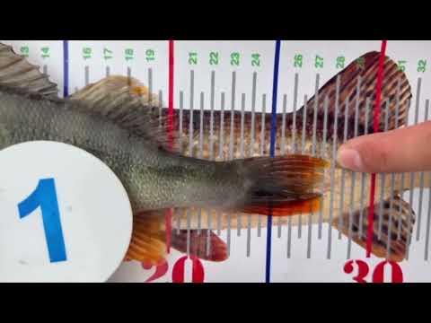 Видео: Первый день соревнований. Каневская. Хищник 