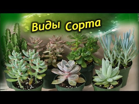 Видео: Распространённые виды  и сорта Толстянок ! Разновидности Денежного Дерева!