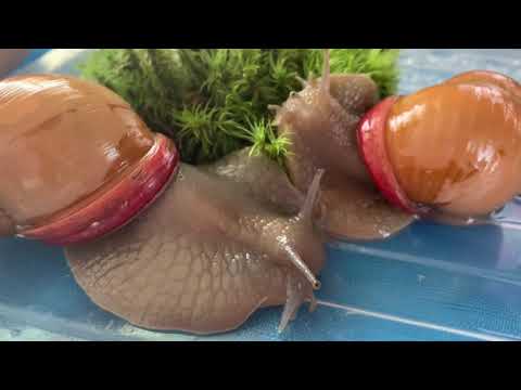 Видео: Мегасы.Обзор вида.