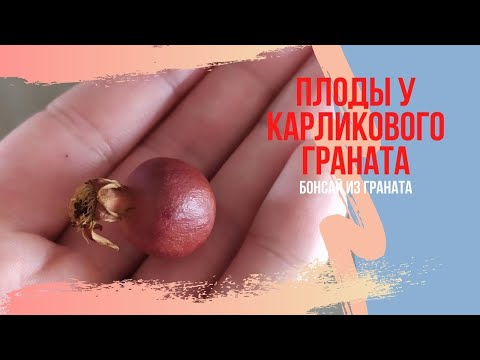 Видео: Бонсай из карликового граната нана. Выращивание граната в домашних условиях