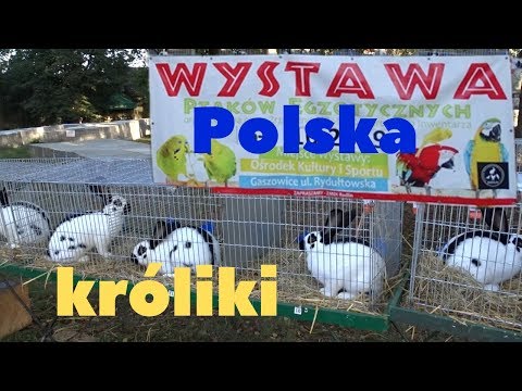 Видео: Выставка кроликов голубей и кур в Польше/Wystawa Polska kroliki, Rtakow