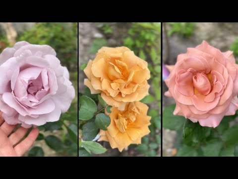 Видео: Последний обзор цветения перед обрезкой ❤️‍🩹5.06.2025 И начнем готовиться ко второй волне🥰