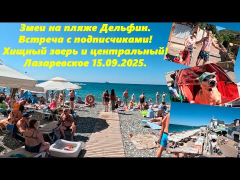 Видео: Змеи на пляже Дельфин! Встреча с подписчиками, страшный зверь!  Центральный! Лазаревское 15.09.25.