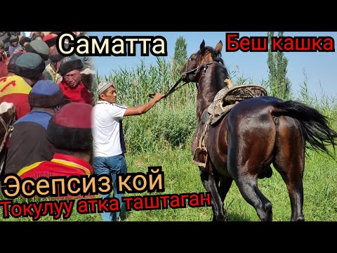 Видео: АТ ЭЭСИН ТАПТЫ САТЫЛДЫ 🔵токулуу атка таштаган ТОРУ😱 балбан чапкан ат беш кашка