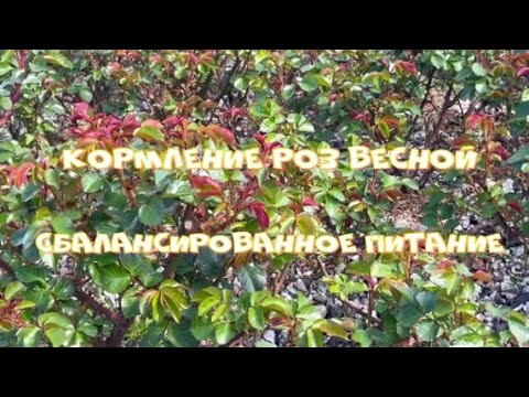 Видео: Кормление роз весной. Сбалансированное питание. Питомник растений Е. Иващенко