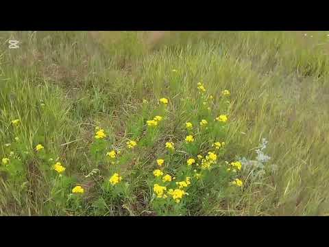 Видео: Полевые Цветы И Растения 