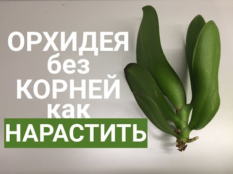 Видео: КОРНИ ОРХИДЕИ