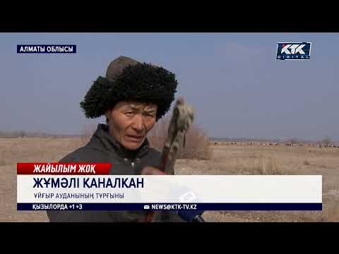 Видео: Наразылық: Ұйғыр ауданындағы жайылымды бай-бағландар иемденіп алған