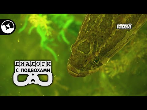 Видео: Большие рыбы в большом озере | Диалоги с подвохами