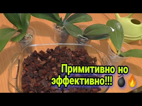 Видео: Подготовка и активация сосновой коры для посадки  орхидей. Ответы на ваши вопросы. Пересадка 15 орх.