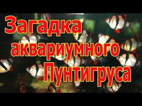 Видео: Tiger barb - Суматранский барбус - такая обычная и загадочная аквариумная рыбка