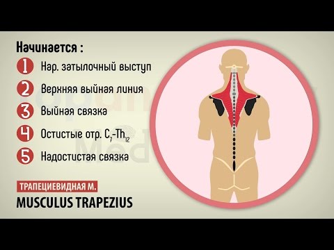 Видео: Поверхностные мышцы спины
