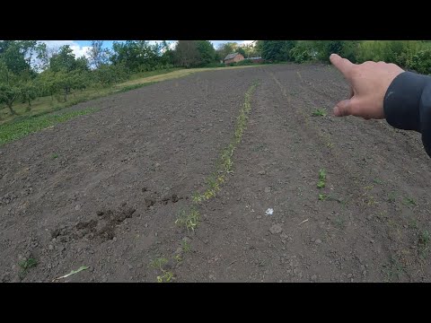 Видео: Помидоры без полива самый простой способ посадки помидор. Будет хороший урожай