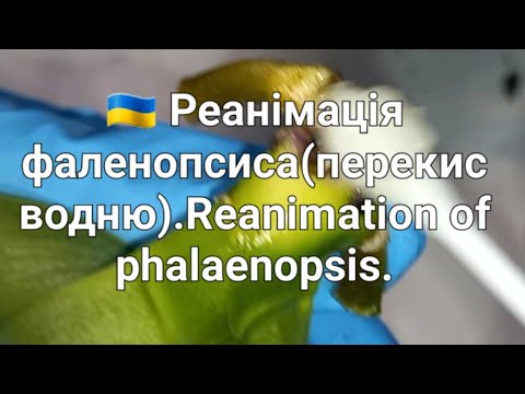 Видео: 🇺🇦 Реанімація фаленопсиса(перекис водню).Reanimation of phalaenopsis.