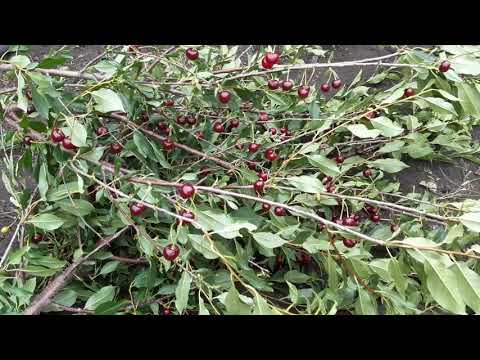 Видео: Удобный способ сбора вишни