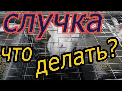 Видео: СЛУЧКА КРОЛИКОВ. возраст САМКИ, САМЦА, время случки, методы окролов ( Видео 4)