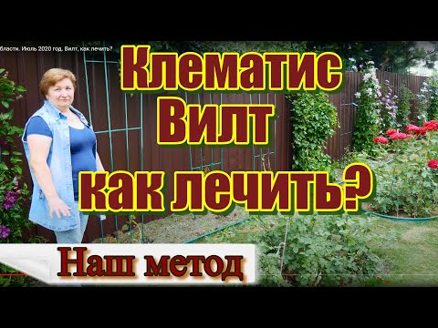 Видео: Клематис в Московской области. Июль 2020 год. Вилт, как лечить?