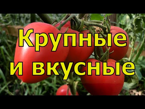 Видео: ЛУЧШИЕ ТОМАТЫ ПО ИТОГАМ 2023 ГОДА. ПЕРВАЯ ЧАСТЬ