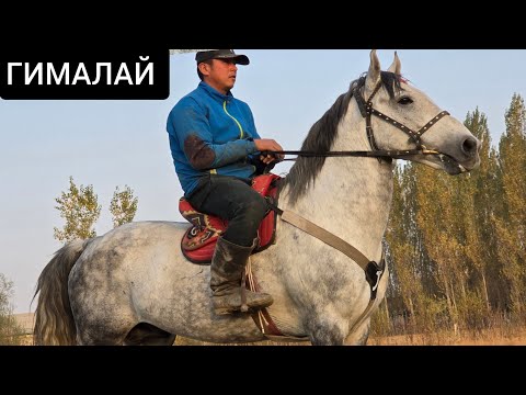 Видео: ГИМАЛАЙ   Чыкты  Саяпкерде  Улагына жооп  Сур КОЁН  