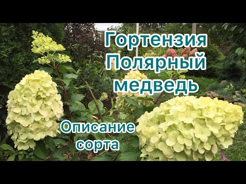 Видео: ЗАМЕЧАТЕЛЬНАЯ ГОРТЕНЗИЯ ПОЛЯРНЫЙ МЕДВЕДЬ