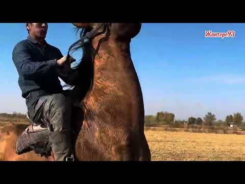 Видео: Кыргыз Жылкы  +996700400519   13 ноября 2025 г.