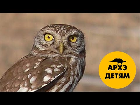 Видео: Тайная жизнь птиц | Александр Хабургаев (выпуск 3)