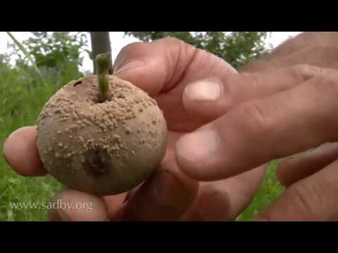 Видео: Парша: профилактика и борьба. Яблоня. Уход за плодовыми деревьями. ©