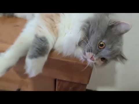 Видео: #cat #веселыекоты 