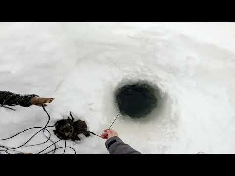 Видео: Серия √49. Продолжаем рыбалку на Енисее.