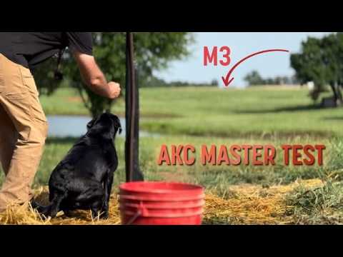 Видео: Полный обзор теста AKC Master Hunt — собаки мирового класса, готовые к просмотру!