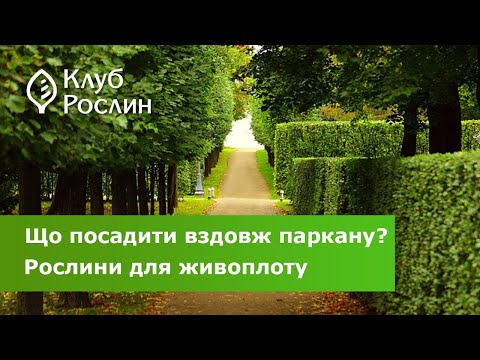 Видео: Що посадити вздовж паркану? Рослини для живоплоту та зонування саду