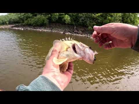 Видео: Рыболовная прогулка за хищниками на реке Амур